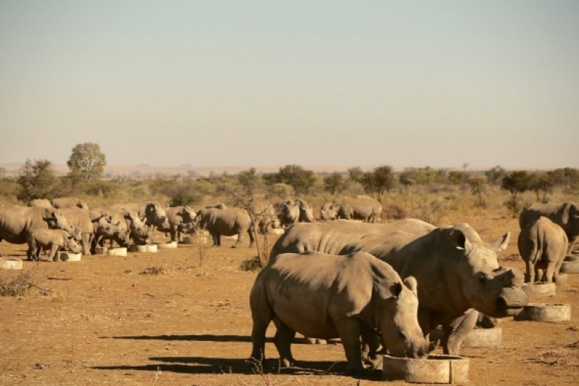201705 Rhinos IWT blog