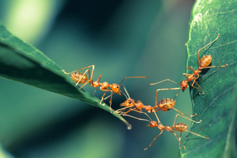 Ants on Leaf