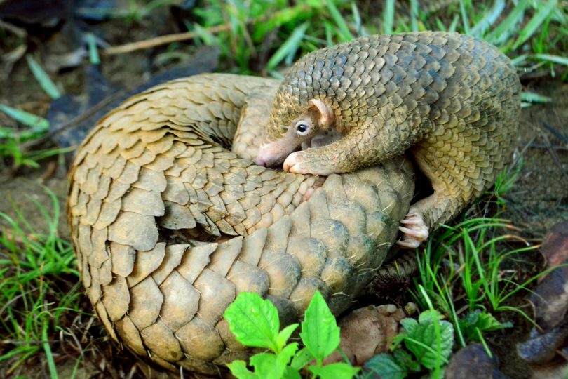 Philippine Pangolin Curled up by Gregg Yan